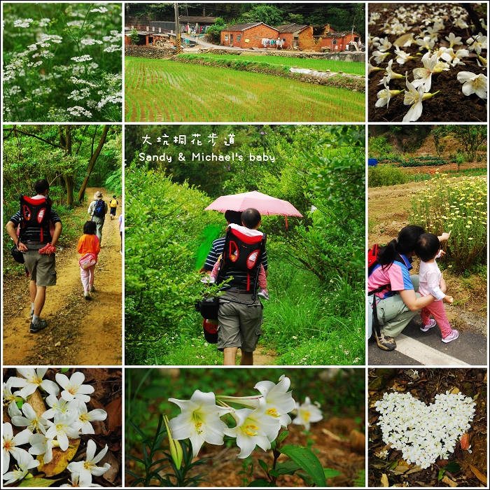 【親子爬山】桃園龜山。大坑桐花步道