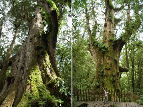 【旅行】新竹尖石。霞喀羅古道+司馬庫斯行（司馬庫斯篇）