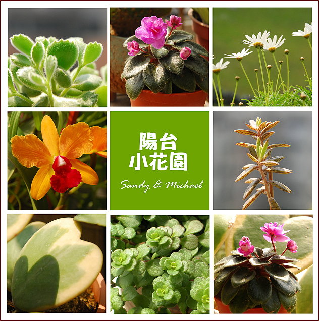 【花園】我的陽台小花園