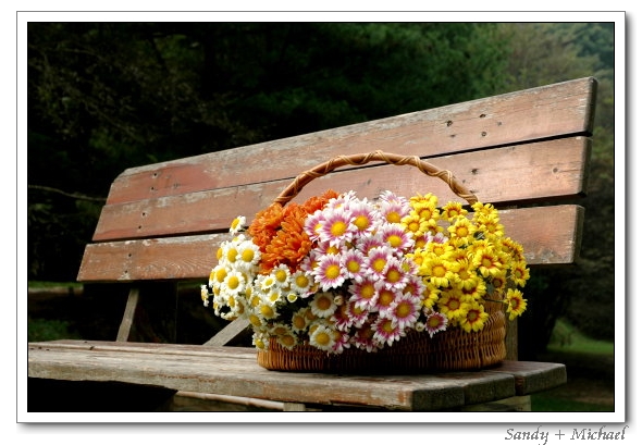 【花草】內湖花市採花記